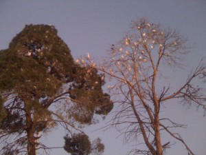 pajaros en azrou